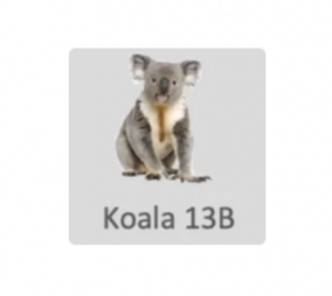 Berkeley Koala